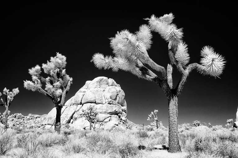 Infrared Heaven in the US Southwest - Infrared Conversions, IR ...