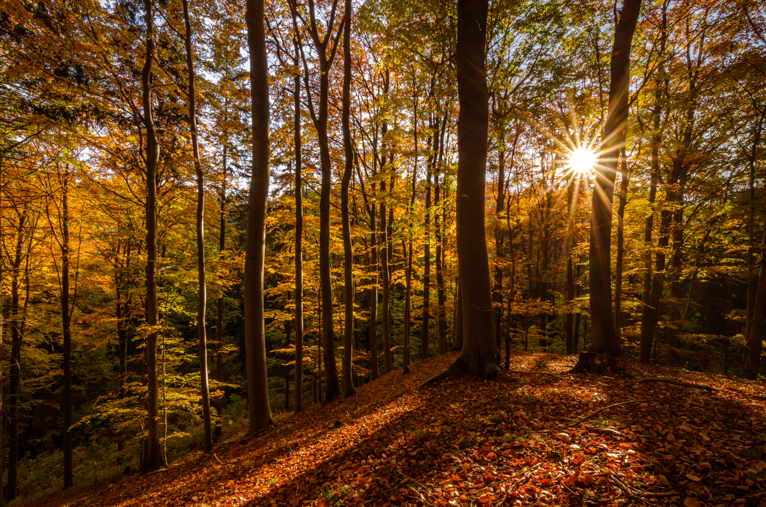 Photographing-autumn